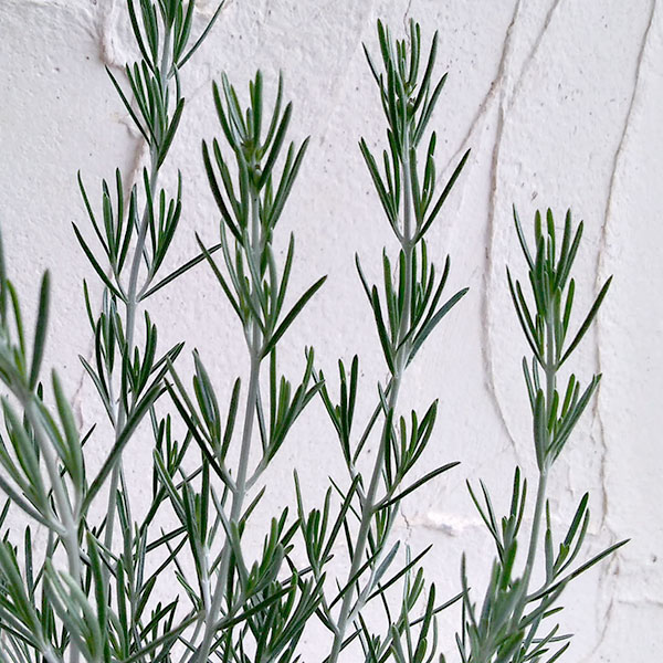 プロスタンテラ:シルバーリーフ(シルバーミントブッシュ)3号ポット