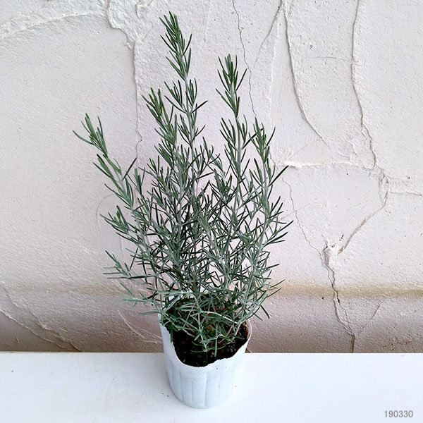 プロスタンテラ:シルバーリーフ(シルバーミントブッシュ)3号ポット