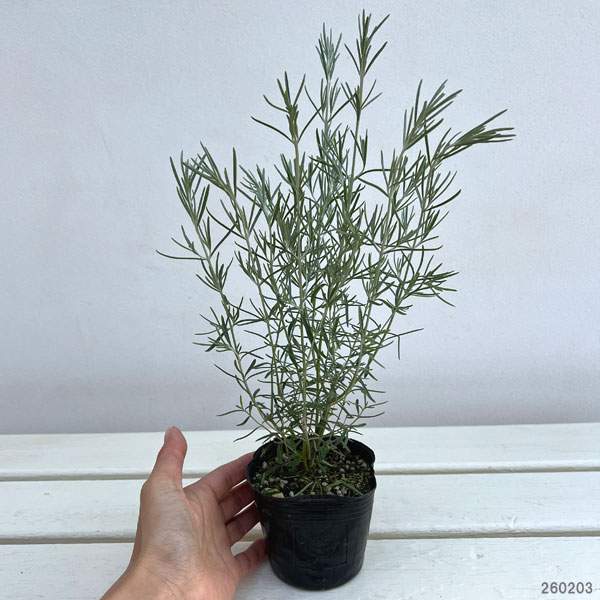 プロスタンテラ：シルバーリーフ（シルバーミントブッシュ）3号ポット