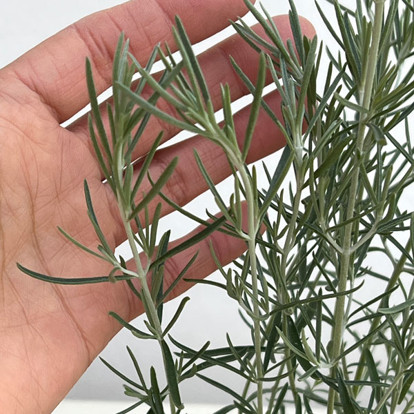 プロスタンテラ：シルバーリーフ（シルバーミントブッシュ）3号ポット