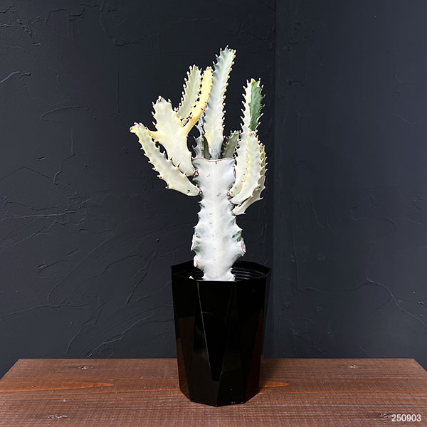 ユーフォルビア：ホワイトゴースト 4号鉢植え