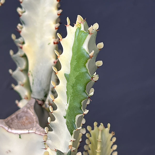 ユーフォルビア：ホワイトゴースト 4号鉢植え
