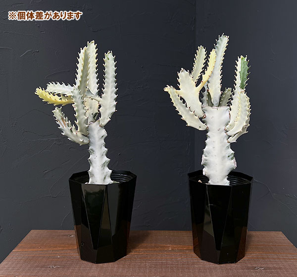 ユーフォルビア：ホワイトゴースト 4号鉢植え