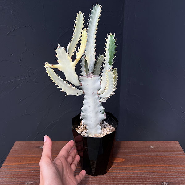 ユーフォルビア：ホワイトゴースト 4号鉢植え