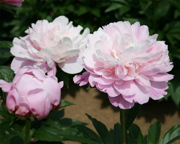 [26年2月中下旬予約]シャクヤク（芍薬）：酔月7号ポット