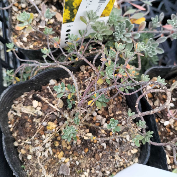 アリッサム:ワルフェニアナム3.5号ポット