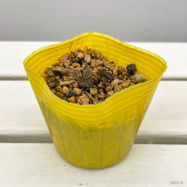 トロリウス(西洋キンバイソウ):ニュームーン3-3.5号ポット