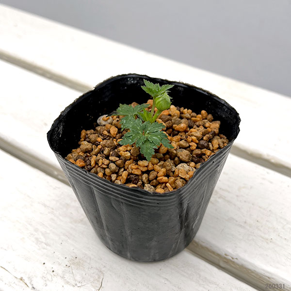 トロリウス（西洋キンバイソウ）：ニュームーン3-3.5号ポット