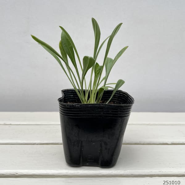 スカビオサ（マツムシソウ）：コーカサスブルー3.5号ポット