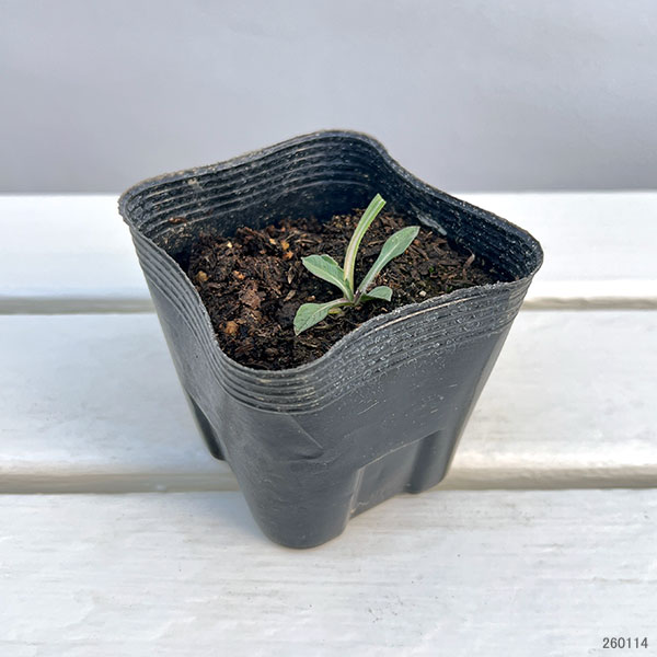 スカビオサ(マツムシソウ):コーカサスブルー3.5号ポット