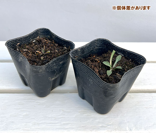 スカビオサ(マツムシソウ):コーカサスブルー3.5号ポット