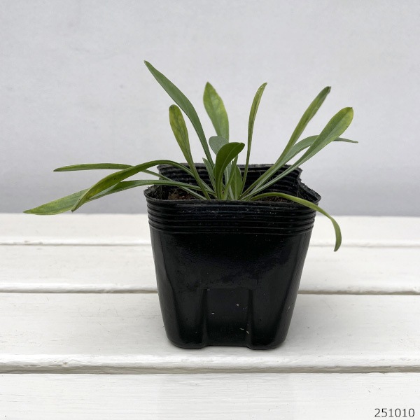 スカビオサ(マツムシソウ):コーカサスホワイト3.5号ポット