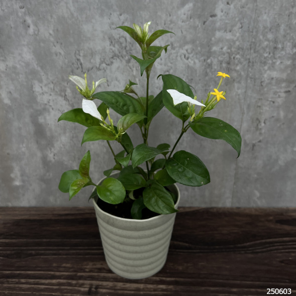 （わけあり特価）コンロンカ白花4号鉢植え