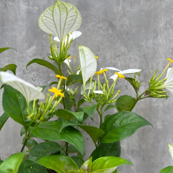 （わけあり特価）コンロンカ白花4号鉢植え