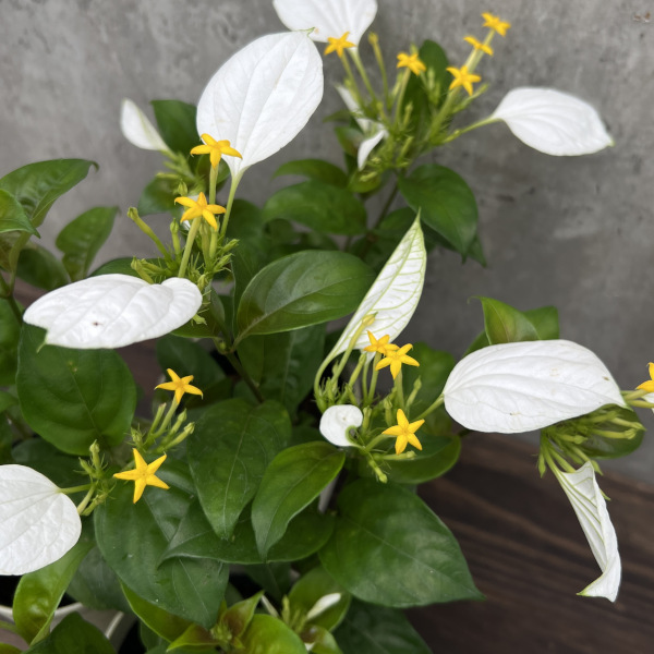 （わけあり特価）コンロンカ白花4号鉢植え