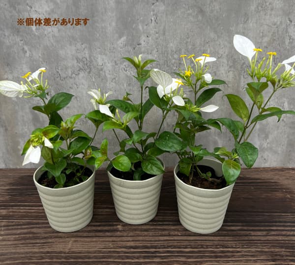 （わけあり特価）コンロンカ白花4号鉢植え