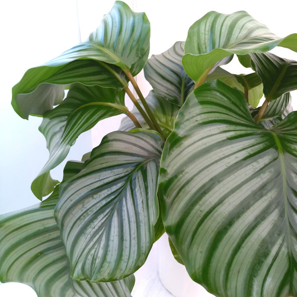 カラテア:オルビフォリア 7号鉢植え の通販 | 園芸ネット カラテア:オルビフォリア 7号鉢植え の通販 | 園芸ネット
