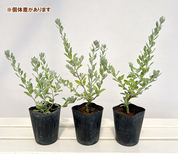 園芸ネット本店｜レウコフィルム3.5号ポット の通販【公式】