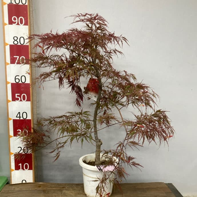 モミジ：紅枝垂れ（ベニシダレ）7号ポット