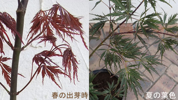 モミジ：紅枝垂れ（ベニシダレ）7号ポット