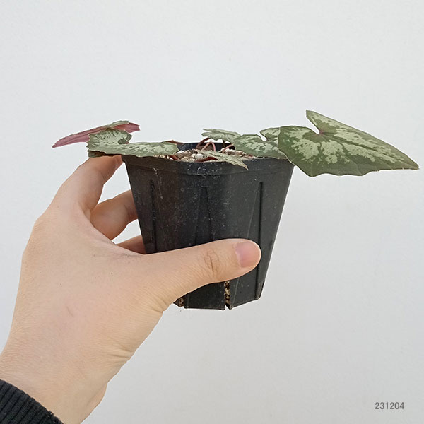 園芸ネット本店｜シクラメン（原種）：シプリアム3号ポット の通販【公式】