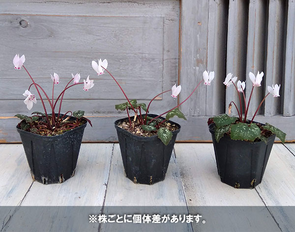 Room335様確認専用！！原種シクラメン 原種シクラメン アフリカナムについて Cyclamen africanum
