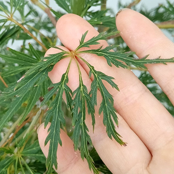 モミジ：青枝垂れ（アオシダレ）8号鉢植え