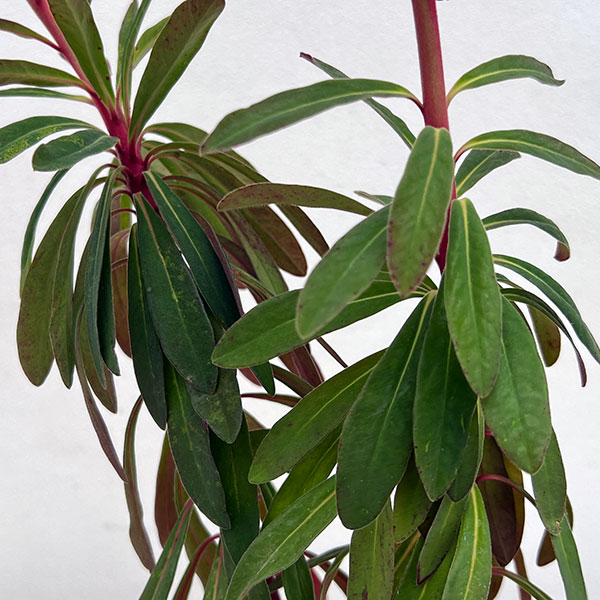 ユーフォルビア：パープレア（アミグダロイデス　プルプレア）3.5号ポット