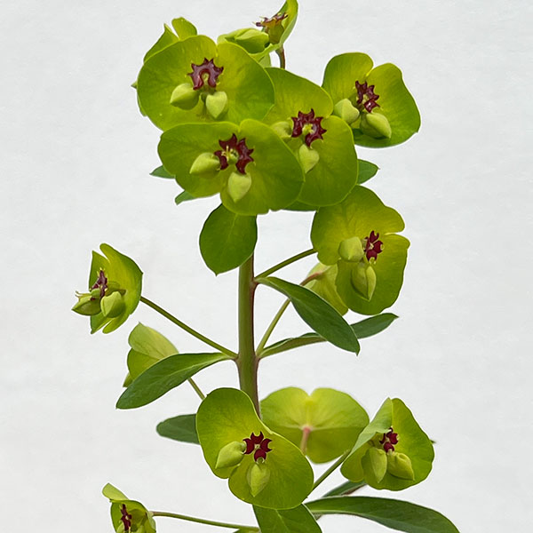 ユーフォルビア：パープレア（アミグダロイデス　プルプレア）3.5号ポット