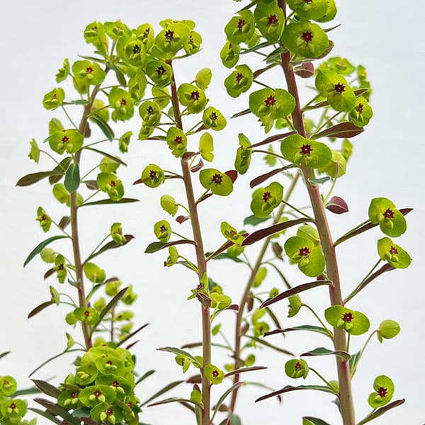 ユーフォルビア：パープレア（アミグダロイデス　プルプレア）3.5号ポット