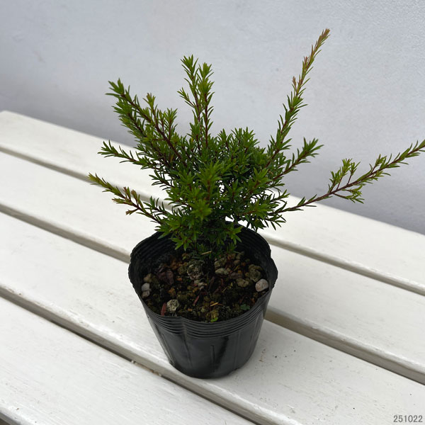 オージースノーブッシュ3.5号ポット