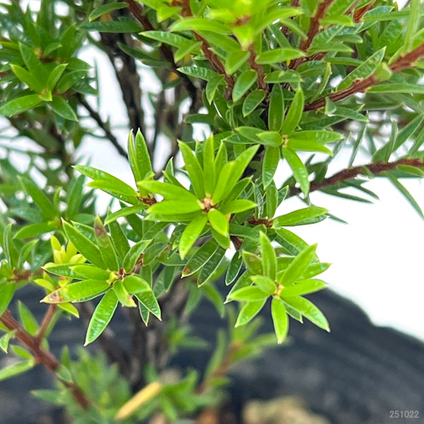 オージースノーブッシュ3.5号ポット