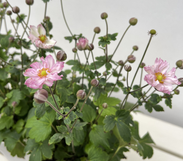 シュウメイギク(秋明菊):祇園祭り5号鉢植え