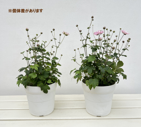シュウメイギク(秋明菊):祇園祭り5号鉢植え