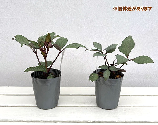 松村ナーセリーさんのクリスマスローズ（原種系）：リビダス　スレーティリーフ3.5号ロングポット