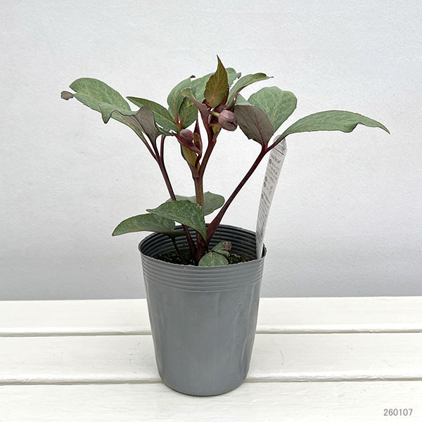 松村ナーセリーさんのクリスマスローズ（原種系）：リビダス　スレーティリーフ3.5号ロングポット