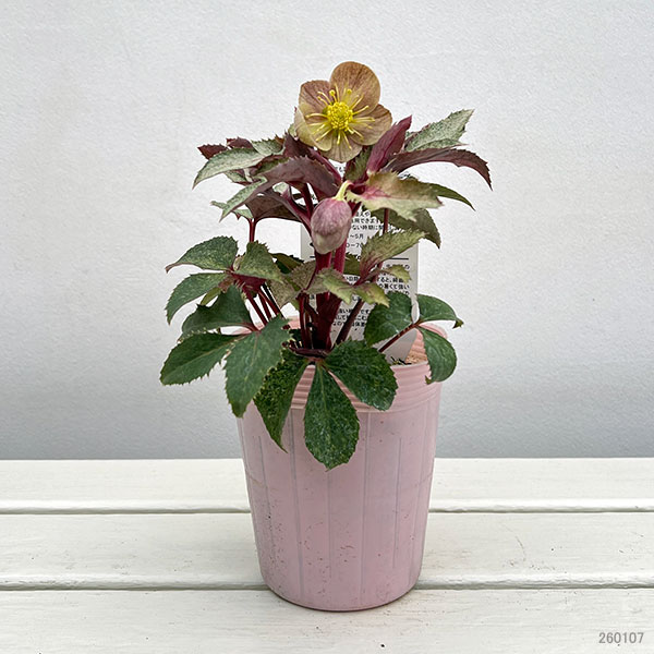 松村ナーセリーさんのクリスマスローズ（原種系）：ステルニー　ダイアモンドダスト3.5号ロングポット