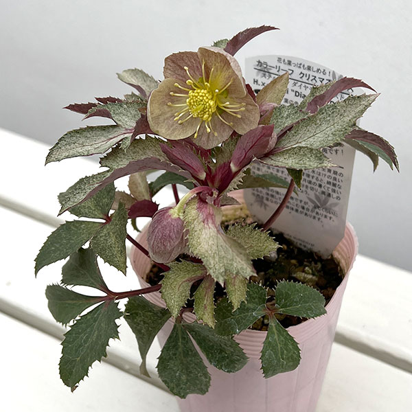 松村ナーセリーさんのクリスマスローズ（原種系）：ステルニー　ダイアモンドダスト3.5号ロングポット