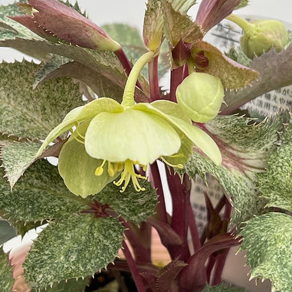 松村ナーセリーさんのクリスマスローズ（原種系）：ステルニー　ダイアモンドダスト3.5号ロングポット