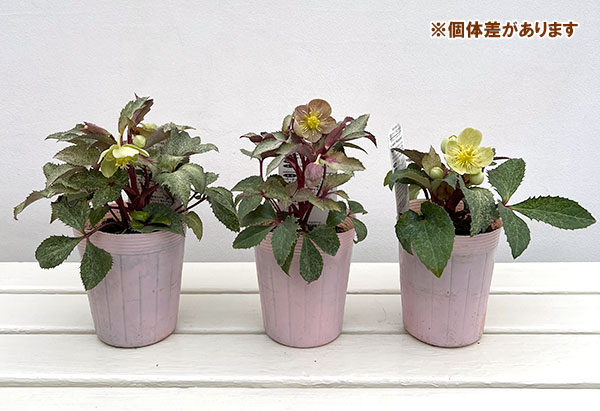 松村ナーセリーさんのクリスマスローズ（原種系）：ステルニー　ダイアモンドダスト3.5号ロングポット