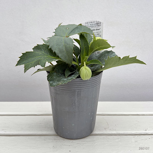 松村ナーセリーさんのクリスマスローズ(原種系):アーグチフォリウス メタリックシルバー3.5号ロングポット