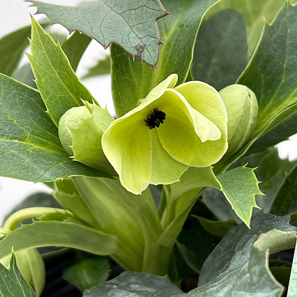 園芸ネット本店｜松村ナーセリーさんのクリスマスローズ（原種系