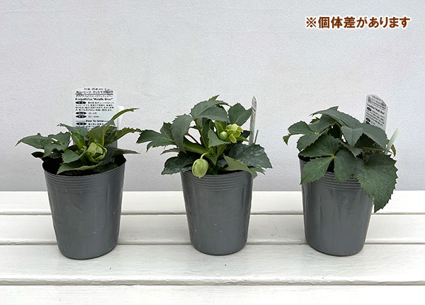 松村ナーセリーさんのクリスマスローズ(原種系):アーグチフォリウス メタリックシルバー3.5号ロングポット