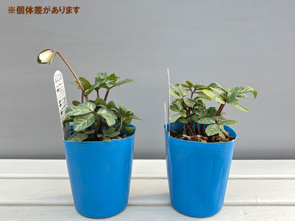 松村ナーセリーさんのクリスマスローズ(原種系):ニゲル マーブル3.5号ロングポット