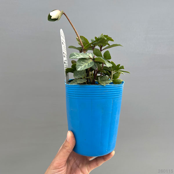 松村ナーセリーさんのクリスマスローズ(原種系):ニゲル マーブル3.5号ロングポット