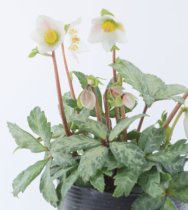 松村ナーセリーさんのクリスマスローズ(原種系):ニゲル マーブル3.5号ロングポット