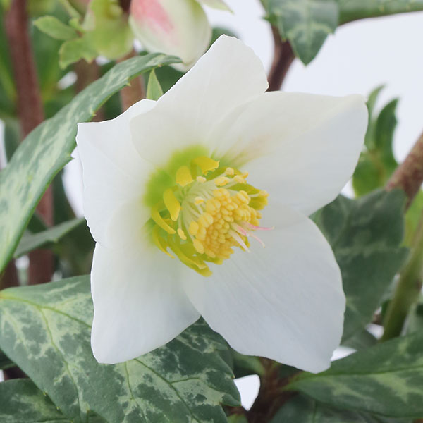 松村ナーセリーさんのクリスマスローズ(原種系):ニゲル マーブル3.5号ロングポット