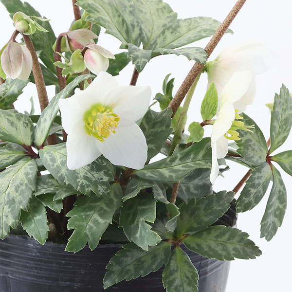 松村ナーセリーさんのクリスマスローズ(原種系):ニゲル マーブル3.5号ロングポット