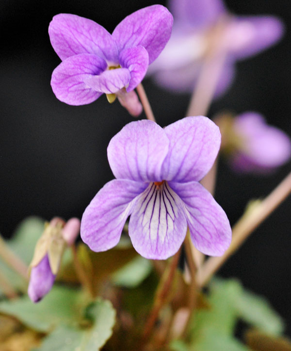 スミレ：コスミレ（丸弁）2.5号ポット