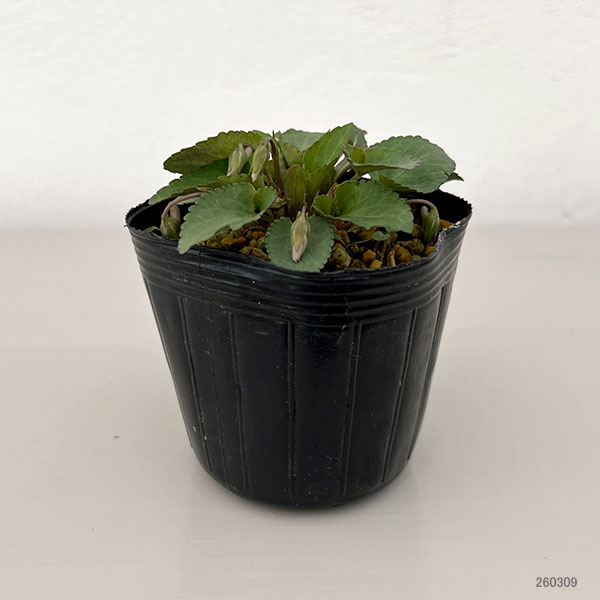 スミレ：コスミレ（丸弁）2.5号ポット